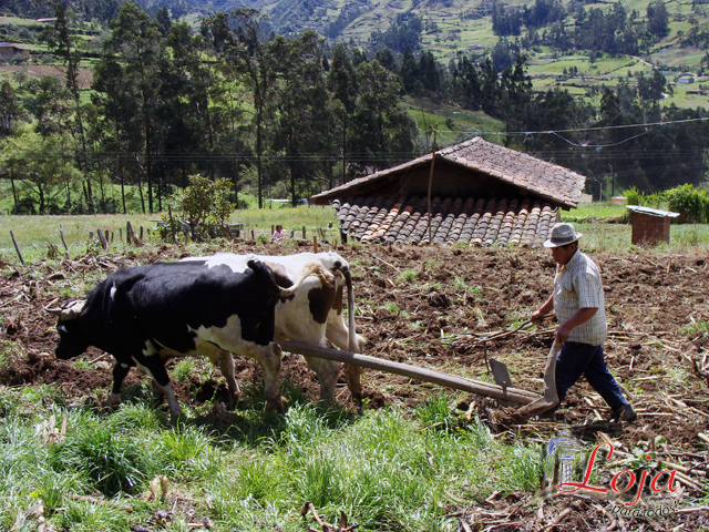 Aún se conservan tradiciones en el arado de la tierra