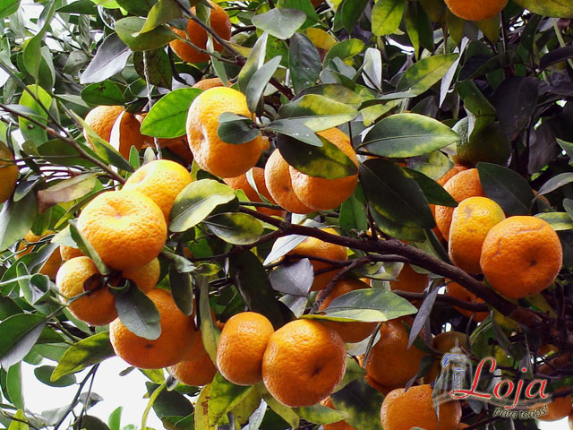 Tierra de alta producción frutal