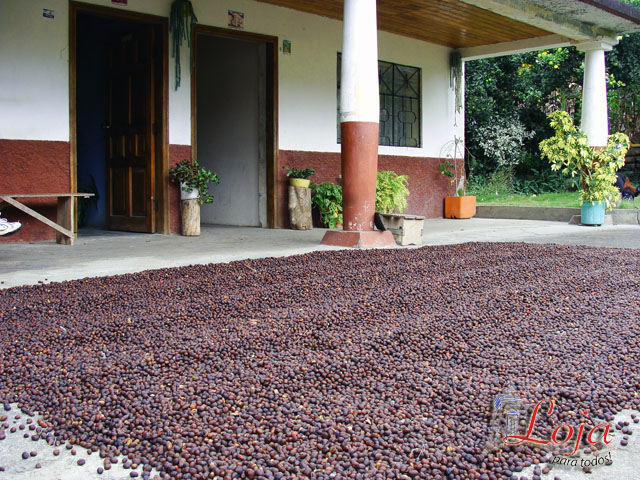 Es tradicional secar el café en los patios de las casas