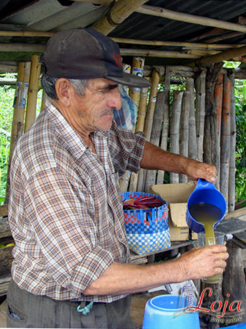 El jugo de caña es conocido como guarapo