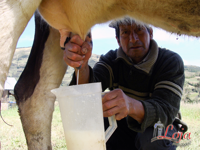 La extracción de leche (ordeño) se la realiza manualmente