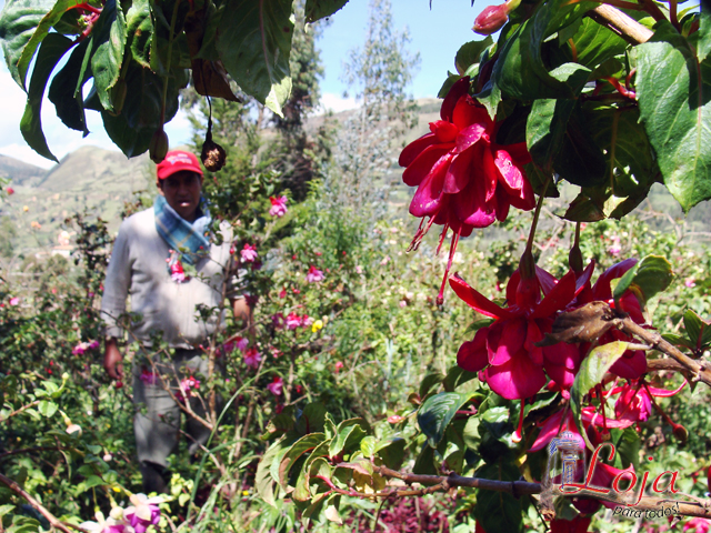 Plantaciones de variedades de  flores