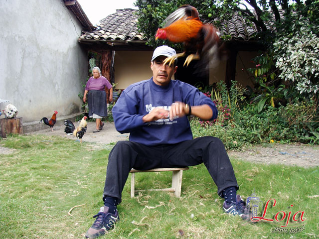 La crianza de gallos es una de las actividades de la población