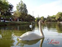 Los cisnes son un atractivo para quienes visitan el parque